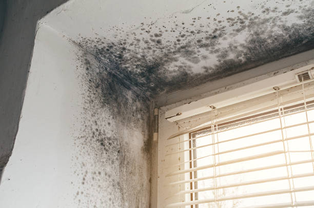 Affordable Black Mold Remediation solutions in Hopewell, TN